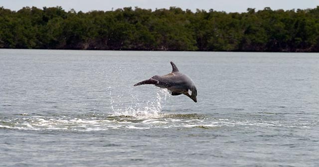 Everglades National Park 2 Hour Birding, Dolphin, and Wildli