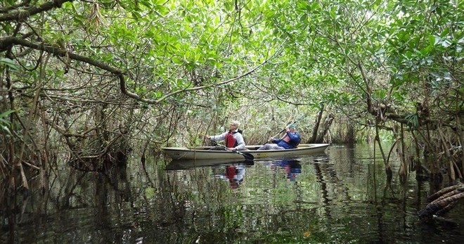 Mangrove Tunnel Kayak Eco Tour - 3hrs