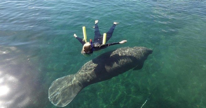 Diving Group Swimming with Mantees-3hrs