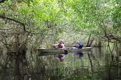 Create Listing: Mangrove Tunnel Kayak Eco Tour - 3 Hours • All Ages