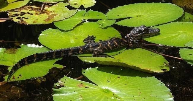 Orchids & Alligators Kayak Eco Tour - 3 Hours • All Ages
