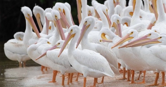 Dolphin, Birding, and Shelling Tour - 2 Hours