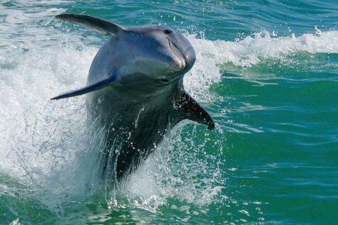 Egmont Key Snorkeling Dolphin Cruise