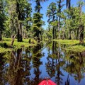 Create Listing: Shell Bank 1/2 Day Extended Bayou Adventure - 4hrs