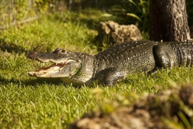 Florida Everglades | 30min Airboat Ride| Wildlife | All Ages