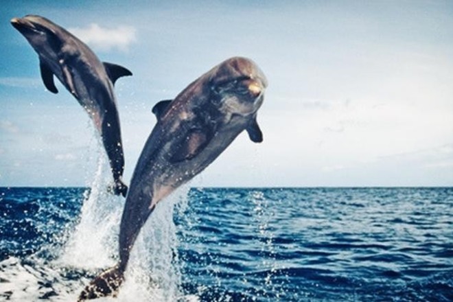 Shelling/Dolphin Watch