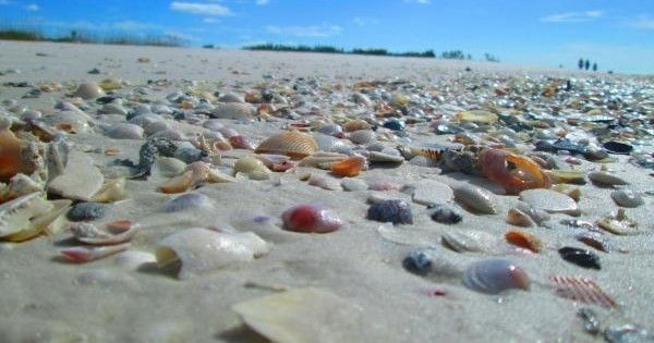 Shelling/Dolphin Watch