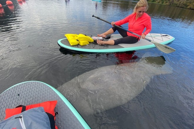 Wildlife Paddle Board or Kayak Adventure at Blue Spring