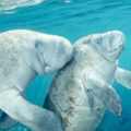 Create Listing: Manatee Swim, Snorkel and Boat Tour - (SAVE UP TO 25%)