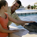 Create Listing: Dolphin Meet and Greet - (SAVE UP TO 20%)