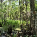 Create Listing: New Orleans Swamp Tour • 5 Hour