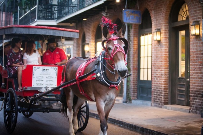 French Quarter and Marigny Neighborhood Tour - 1 hr