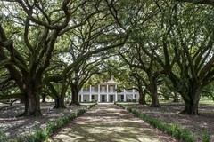 Create Listing: Whitney Museum Plantation - 5.5hrs
