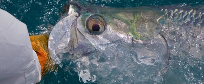 Fly Fishing Charters - 4hrs
