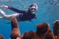 Create Listing: Snorkel Excursion Starting at Princess Bay - 3hrs