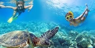 Snorkel & Swim with the Turtles Aboard MV Sea Wolf- 4hrs