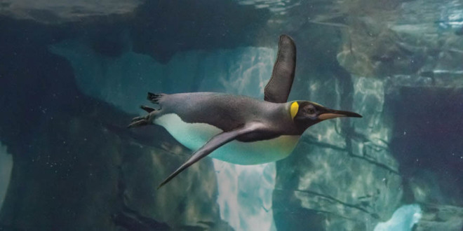 SeaWorld Orlando - SAVE OVER 45%