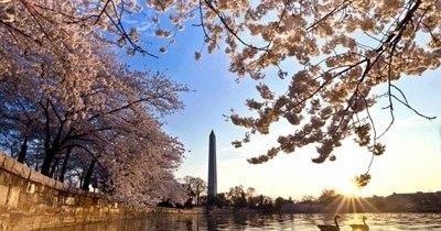 Cherry Blossoms Galore Tour -  4 hrs
