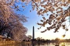 Create Listing: Cherry Blossoms Galore Tour -  4 hrs