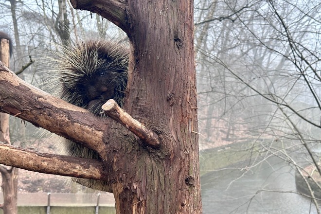 ZooAmerica Admission