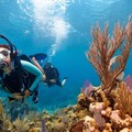 Create Listing: Scuba Diving Trip - Ages 10+ • 4 hours • Up to 6 passengers