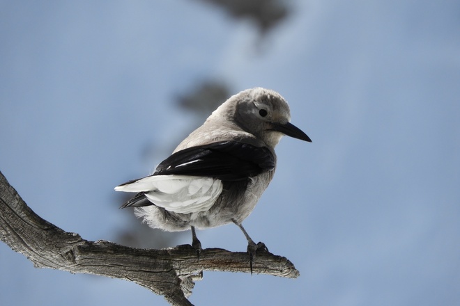 Nature/Birding Hike in Rocky Mountain National Park