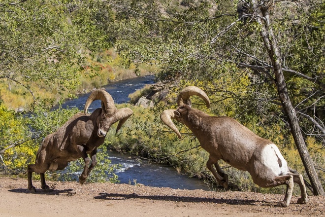 Bighorns and Birds