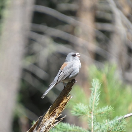 Bighorns and Birds