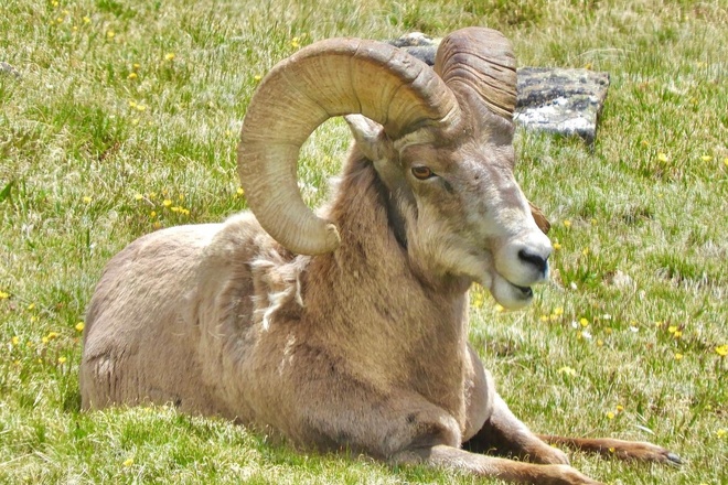 Bighorns and Birds