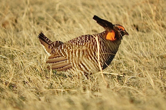 Birding Pawnee