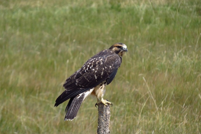 Birding Pawnee