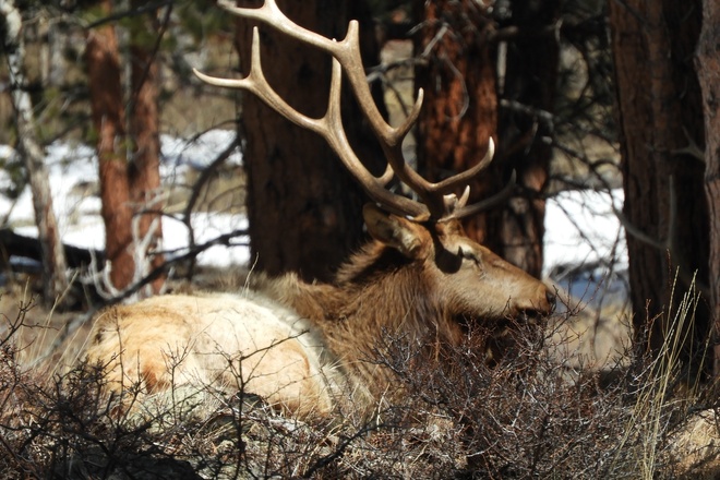 Elk Rut Observation