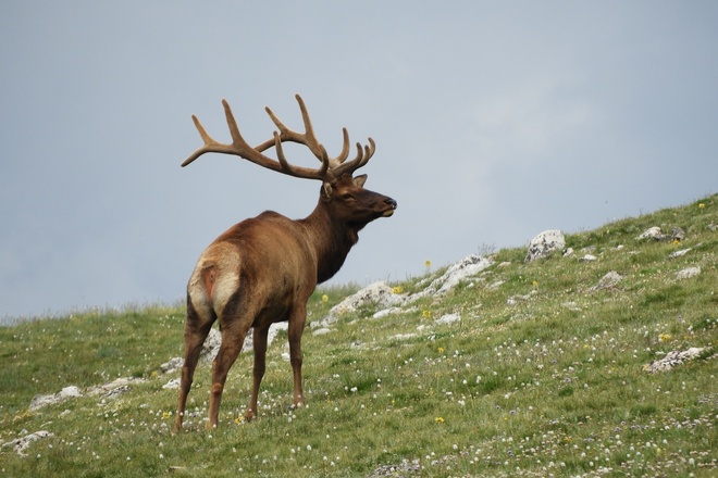 Elk Rut Observation