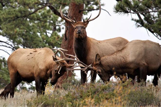 Private Rocky Mountain National Park Tour