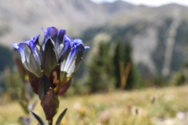 Rocky Mountain National Park and Estes Park Private Day Tour