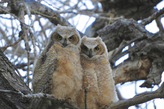 Beak and Talon