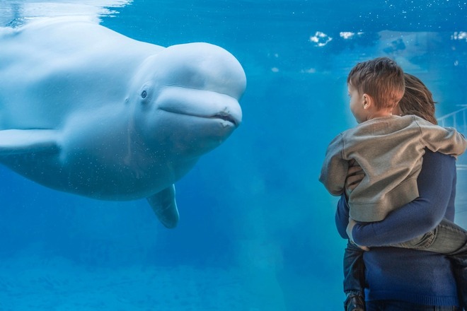 Mystic Aquarium