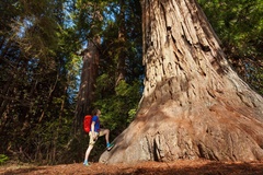 Create Listing: Yosemite and Giant Sequoias One Day Tour from San Jose