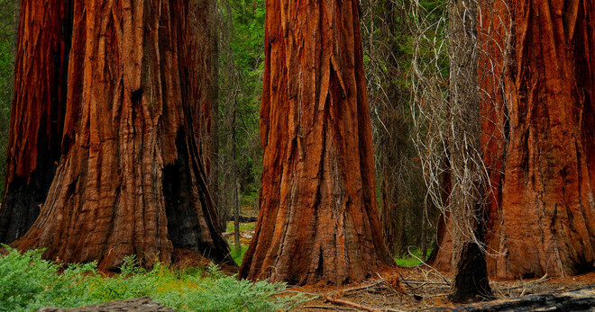 Yosemite 2 Day Tour - Tour Only (No Accommodation included)