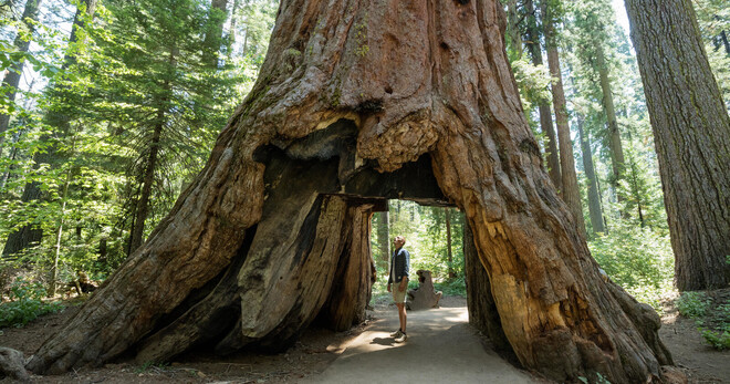 Yosemite 5 Day Tour - No Accommodation included