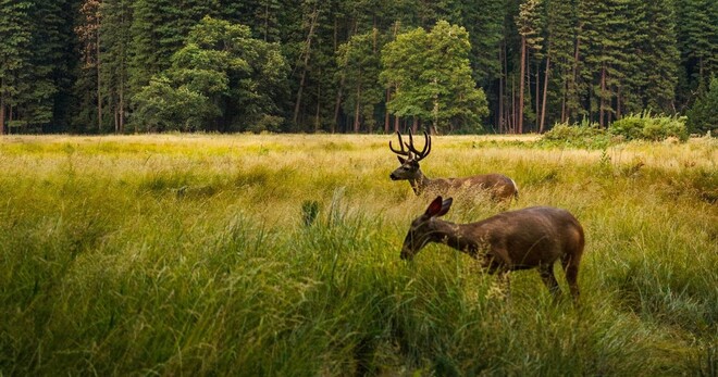 Yosemite 5 Day Tour - No Accommodation included