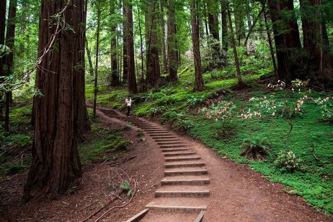 Muir Woods Redwood Forest and Sausalito with Park Admission
