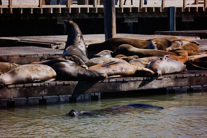 SF "Fogcutter" Small Group City Tour with SF Bay Boat Tour
