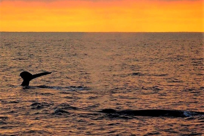Dolphin & Whale Sunset Cruise