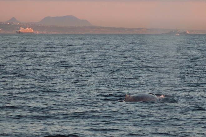 Dolphin & Whale Sunset Cruise