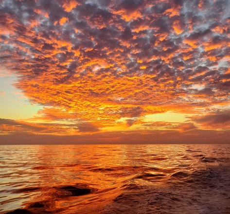 Dolphin & Whale Sunset Cruise
