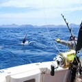 Create Listing: SALT Luxury Private Charter Big Game Saltwater Sport fishing