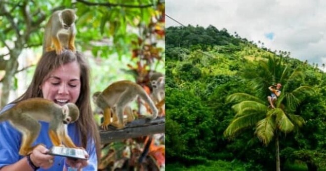 Zip Line Adventures + Monkeyland Punta Cana