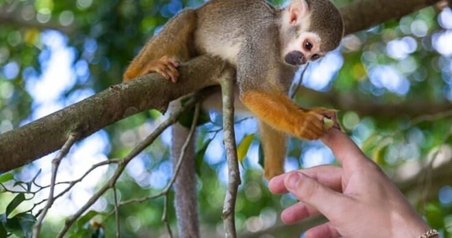 Zip Line Adventures + Monkeyland Punta Cana