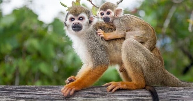 Monkeyland - Juan Dolio Full Day